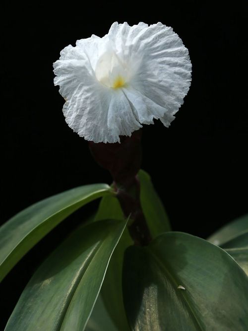 Flor blanca de jengibre abierta sobre fondo oscuro, con el tallo granate