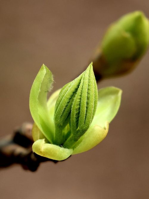 Brote de hoja nueva abriéndose en la rama, verde tierno sobre un fondo marrón cálido