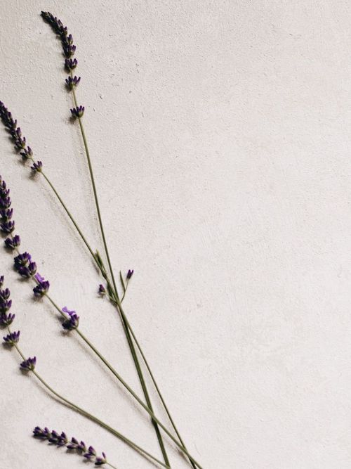 Unas ramitas de lavanda apoyadas sobre una pared de yeso color marfil