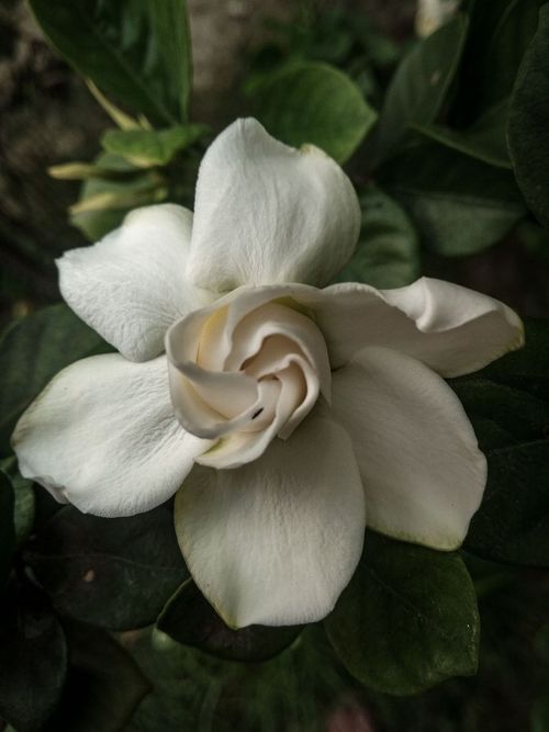 Flor de gardenia abierta entre hojas verdes en penumbra, con el corazón cremoso enroscado