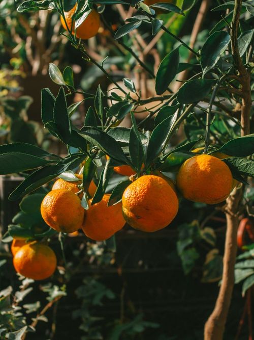 Naranjas maduras colgando entre las hojas verdes de un naranjo al sol