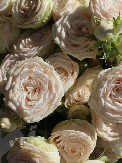 Rosas de jardín en tonos crema y rosa empolvado, apretadas en un ramo bajo luz cálida