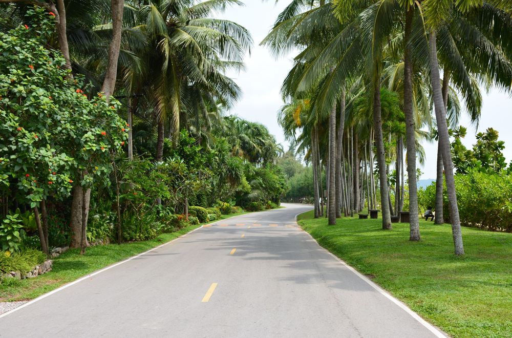 A palm-lined road on the way from the airport