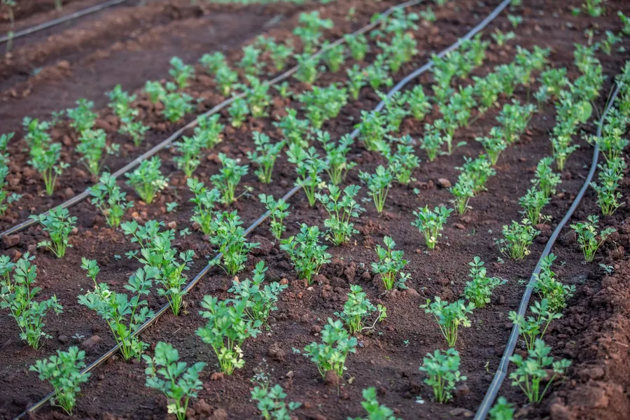Plantas jóvenes creciendo junto a una línea de riego por goteo