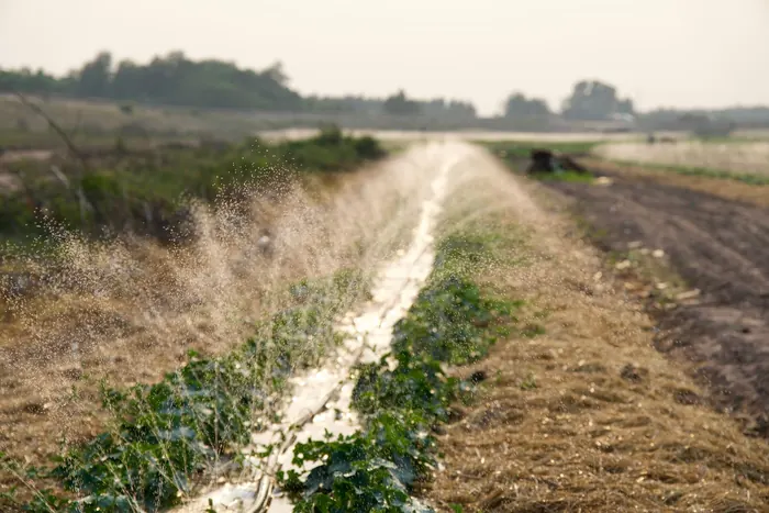 Chorros de agua regando un cultivo en el campo