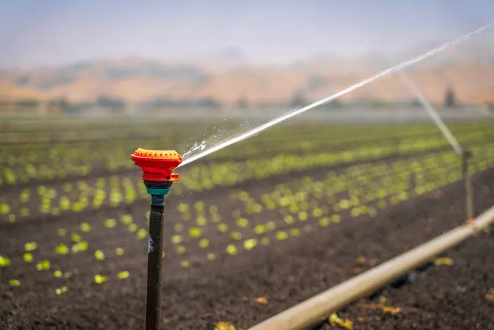 Aspersor de impacto regando un cultivo verde