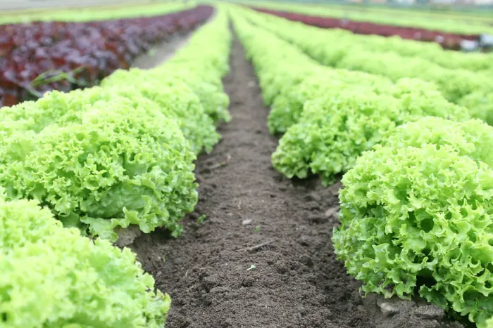 Hileras de lechugas verdes en un campo agrícola